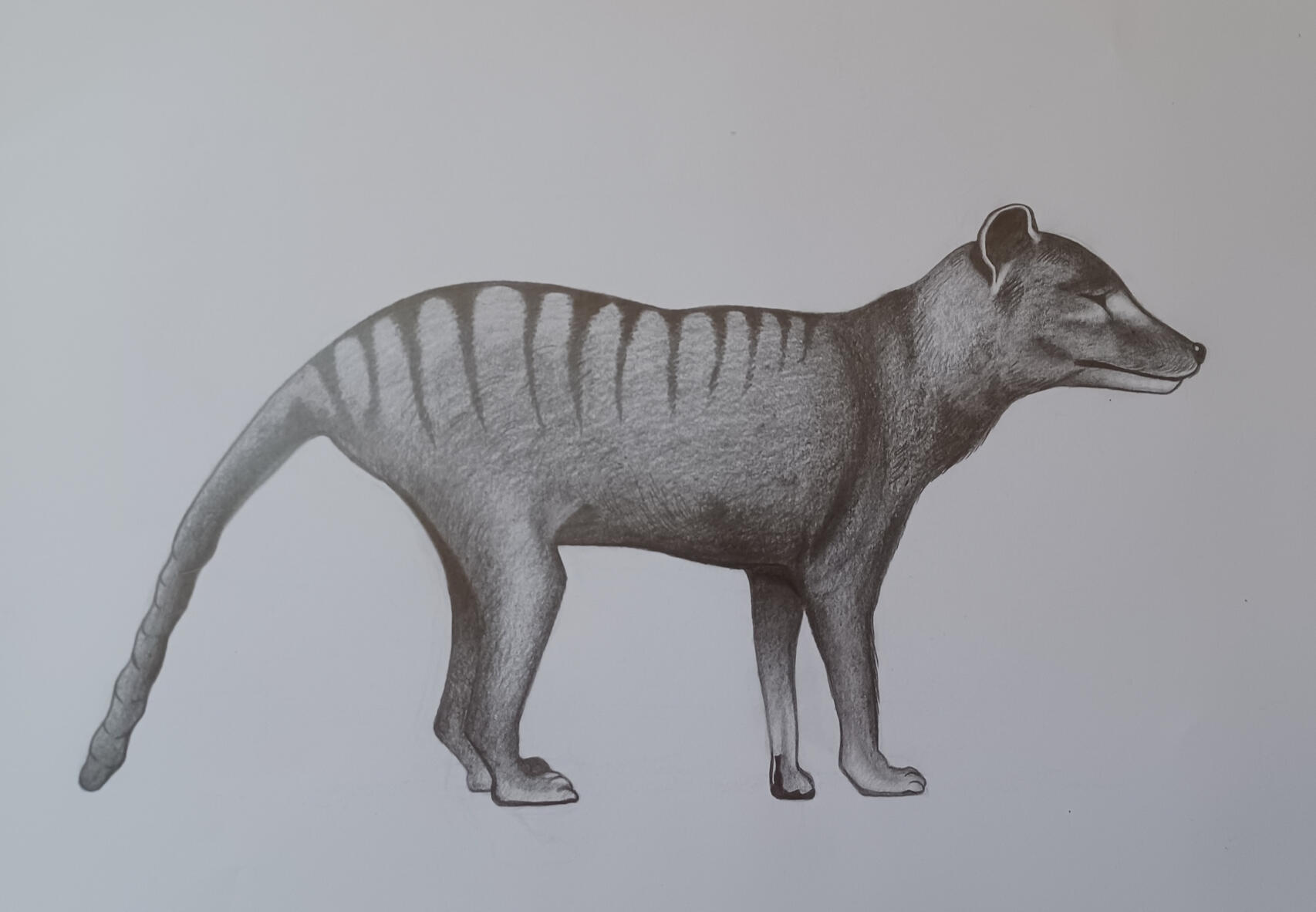 Tasmanian tiger Tasmanian tiger