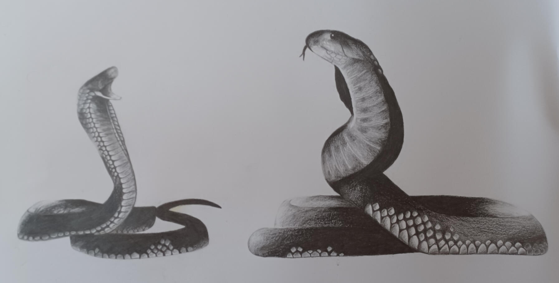 Snakes Snakes